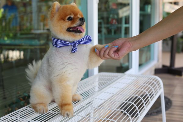 Gig Harbor Pets