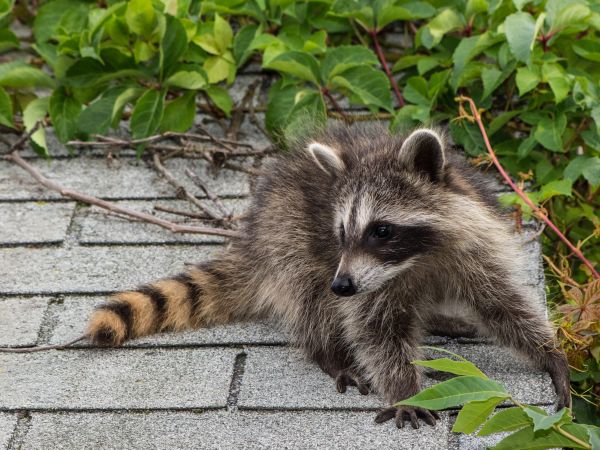Gig Harbor Wildlife Removal