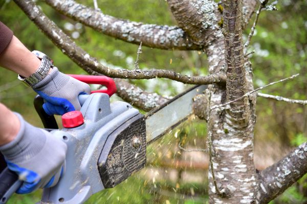 Gig Harbor Tree Trimming