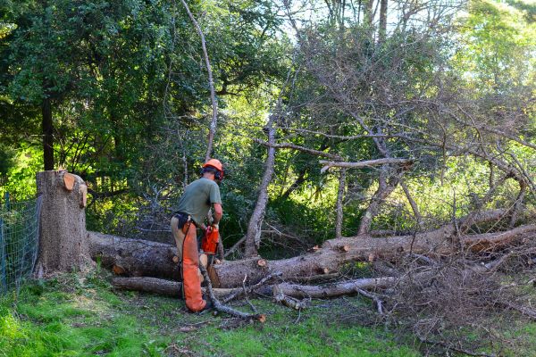 Gig Harbor Tree Removal
